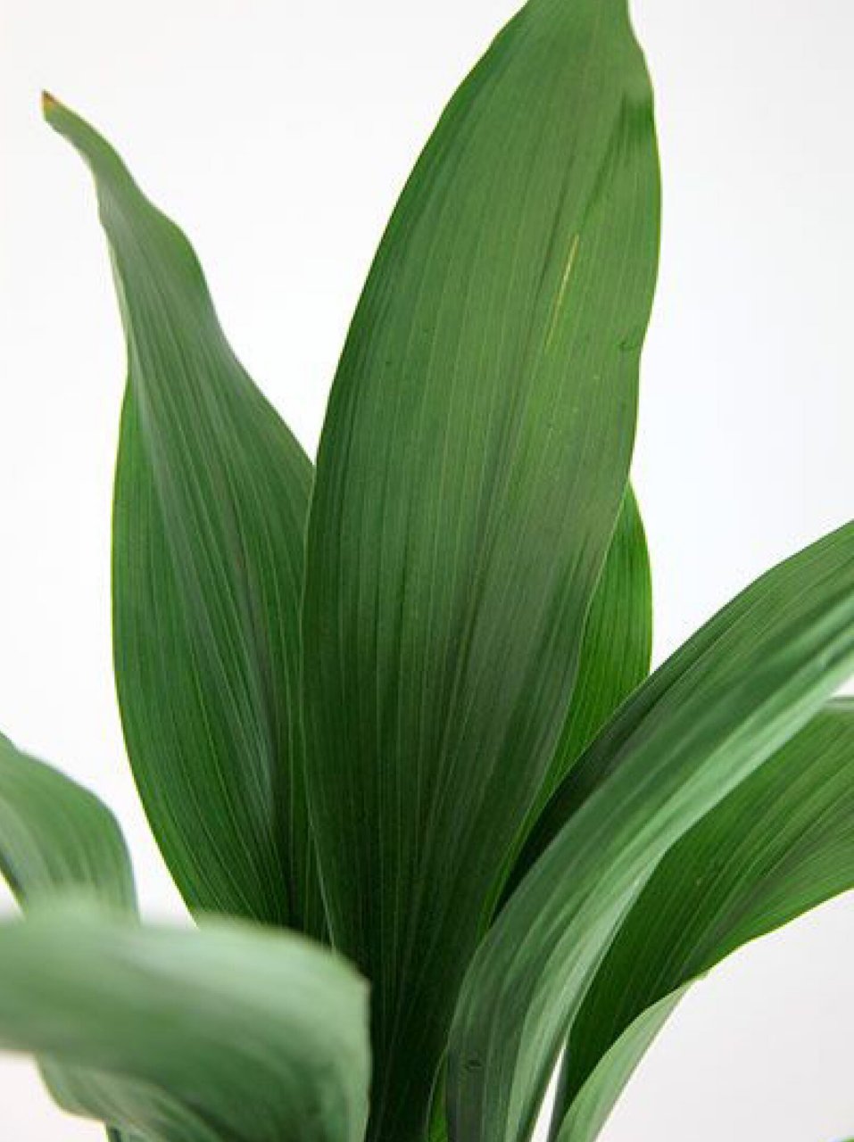 9——一叶兰 【原产】:中国 【简介】:一叶兰是百合科多年生草本植物