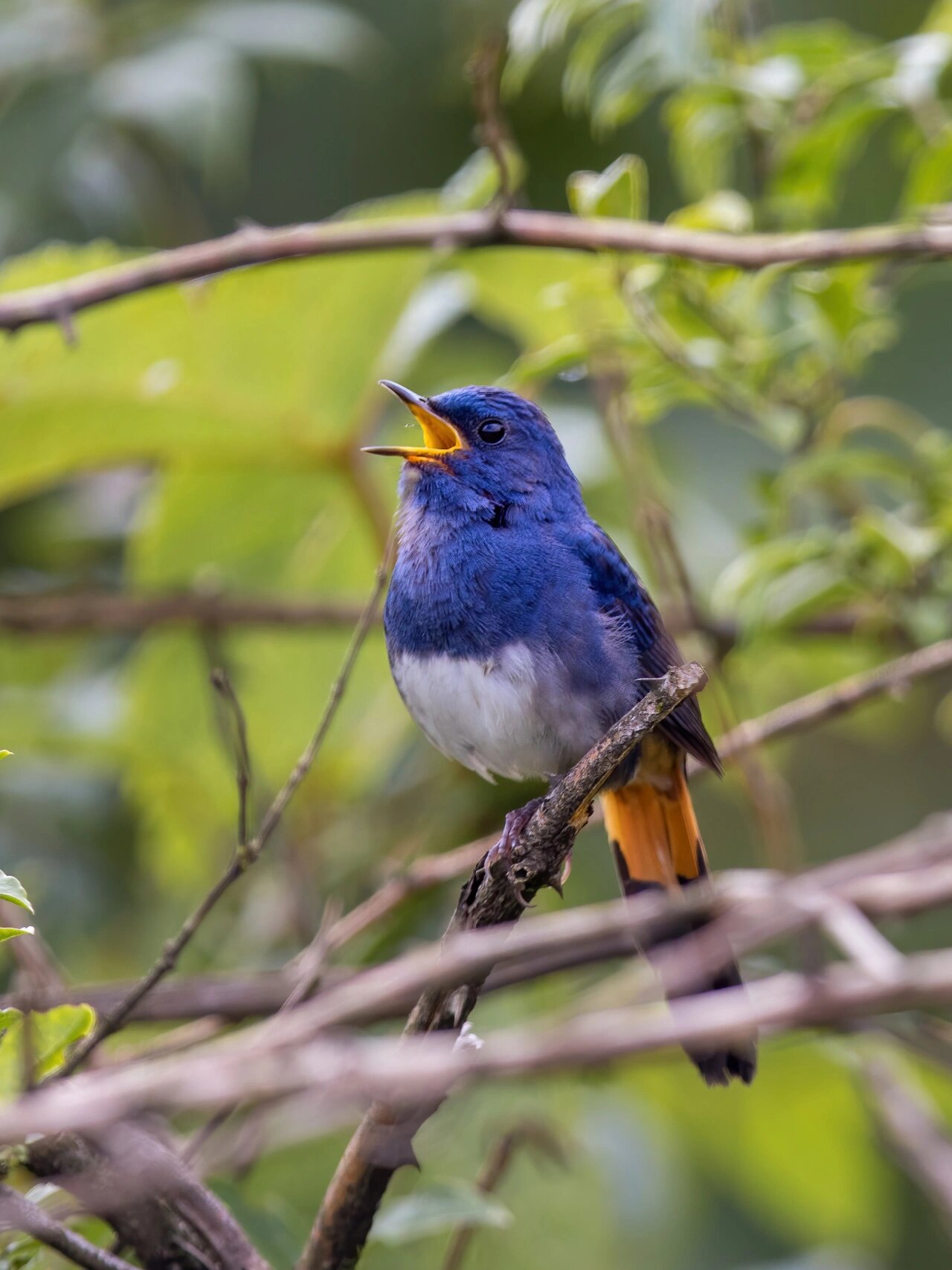 鸟类图鉴 | 宝石蓝色的白腹短翅鸲