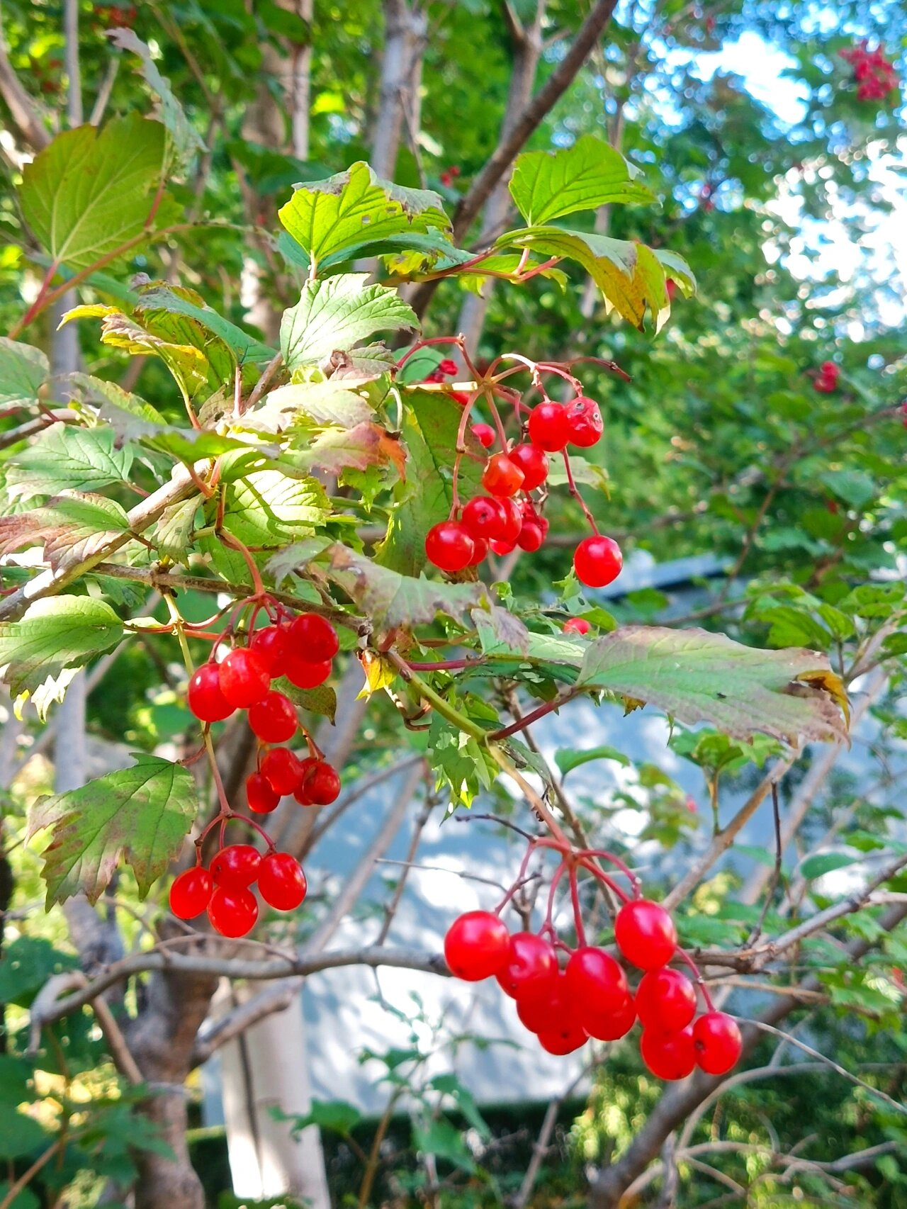 荚迷果图片