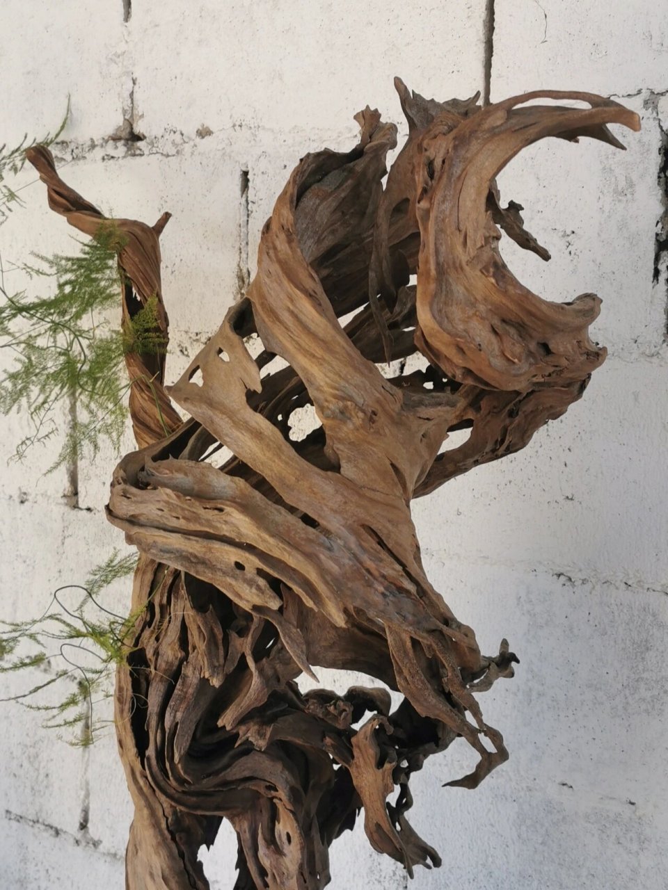 很精品的一个根艺摆件 婀娜,镂空,风化无一不是大自然的杰作.