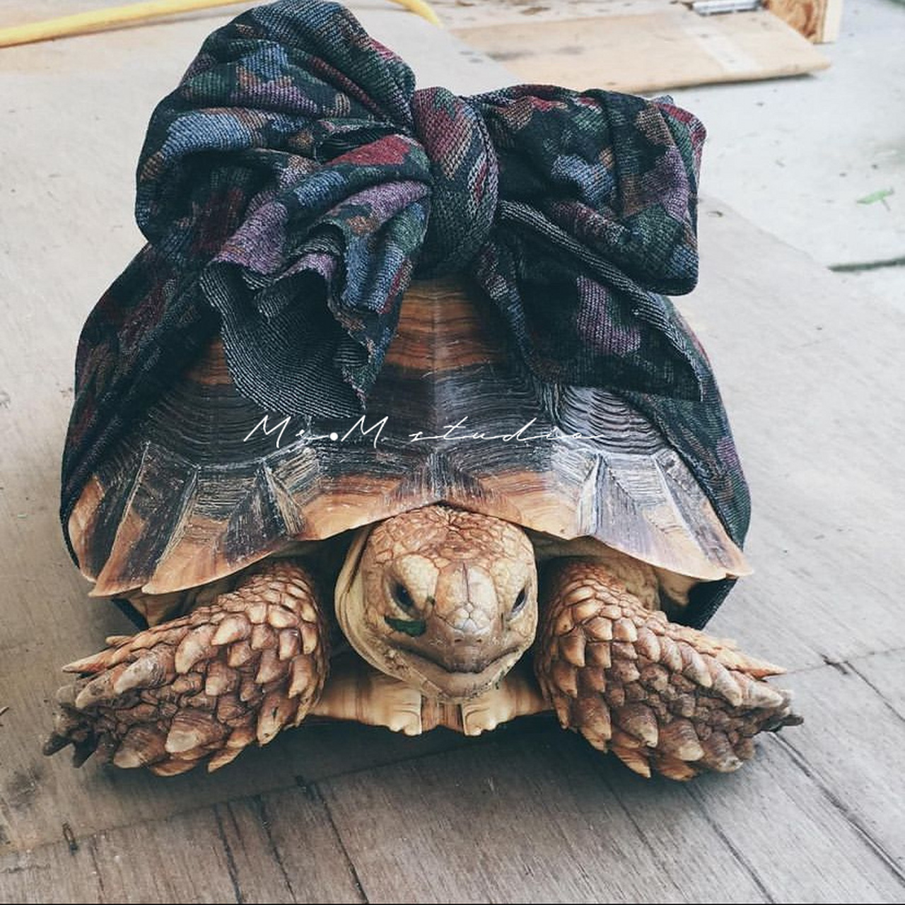 国内马上就能饲养的品种,|苏卡达象龟6015 苏卡达象龟属于