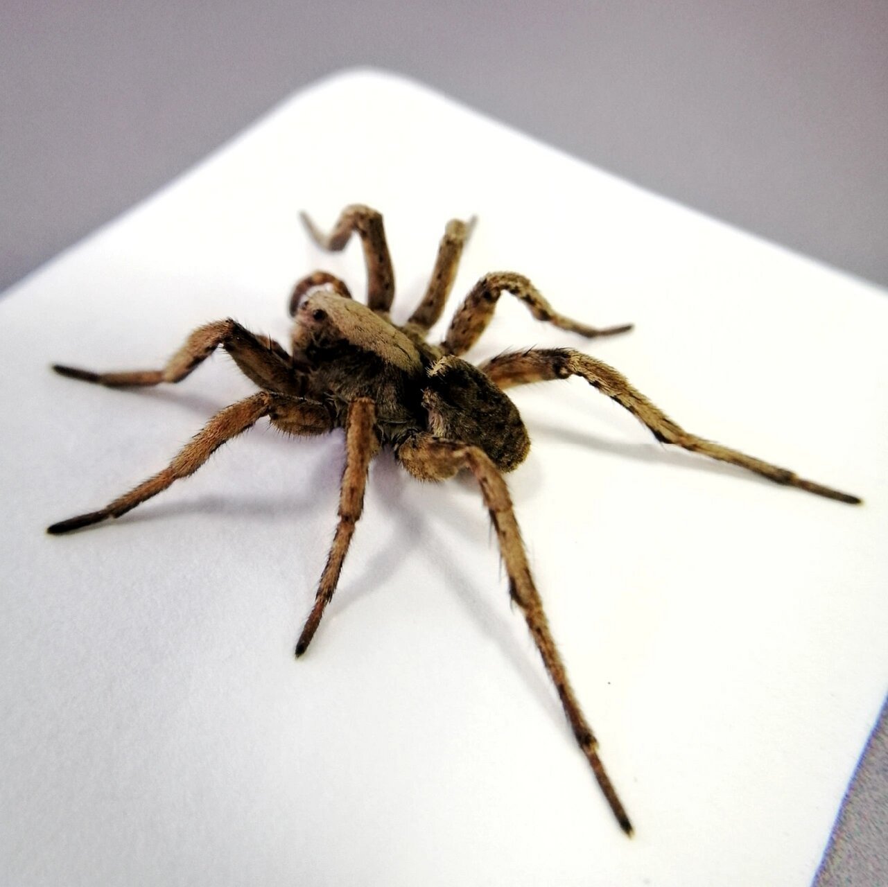 虽然是游猎型蜘蛛,名字也很霸气,但正面看起来一股子呆萌劲#昆虫