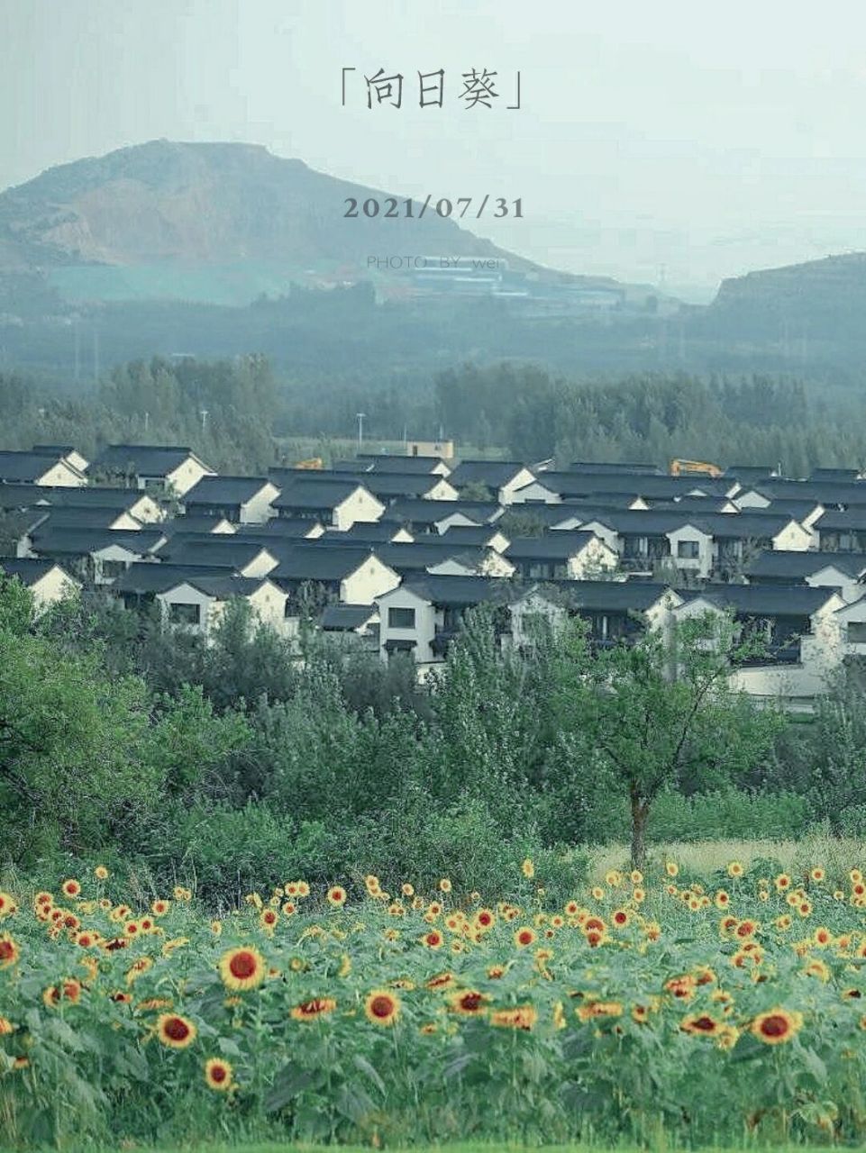 邹城游玩|邹东深呼吸-必去的向日葵海打卡地    从匡庄大束往东去