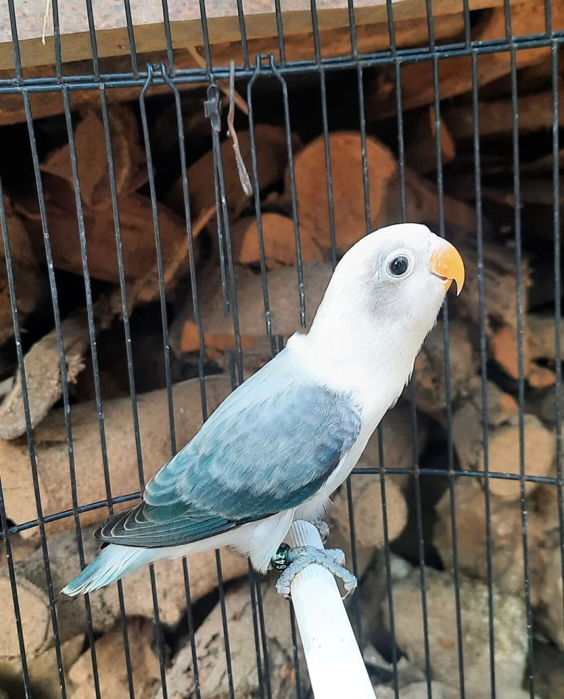 牡丹鹦鹉头类这1-2年即将开放,让我们期待