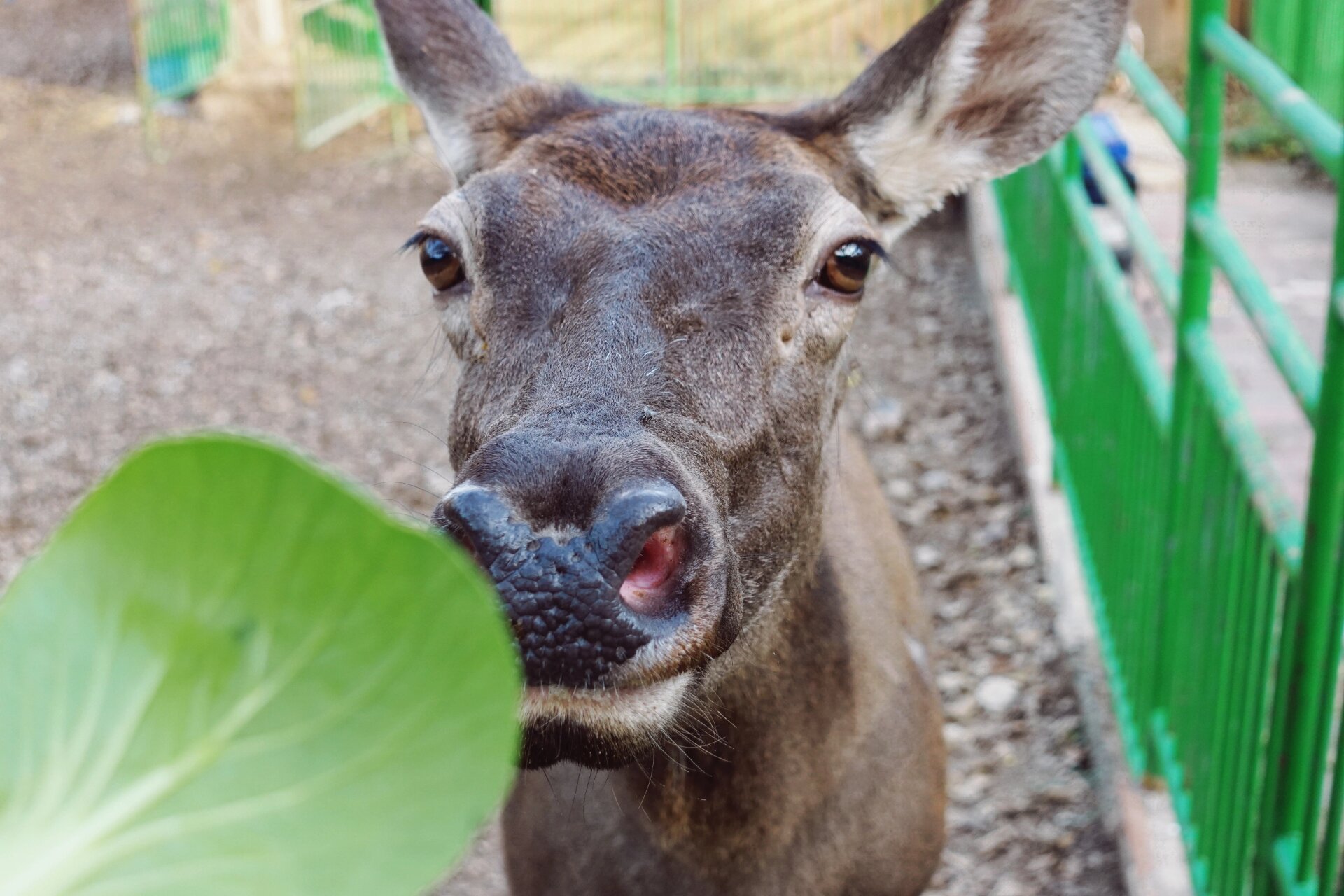 辽阳旅游-辽阳龙鼎山动物园 08自驾导航:龙鼎山动物园 9315停车
