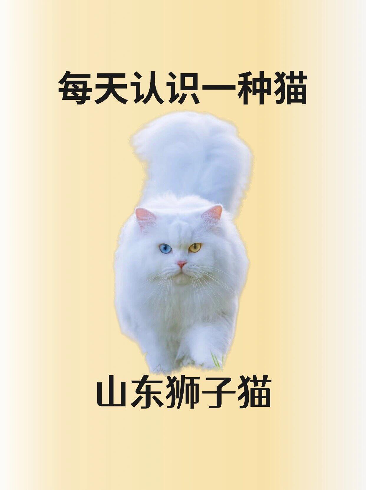 山东狮子猫 品种图片