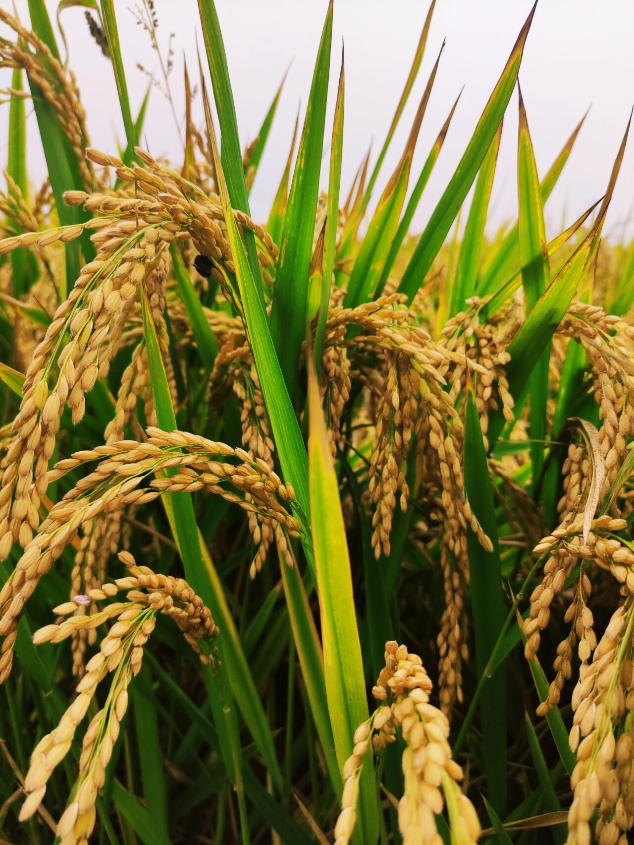 2022水稻即将成熟,又是一年丰收季