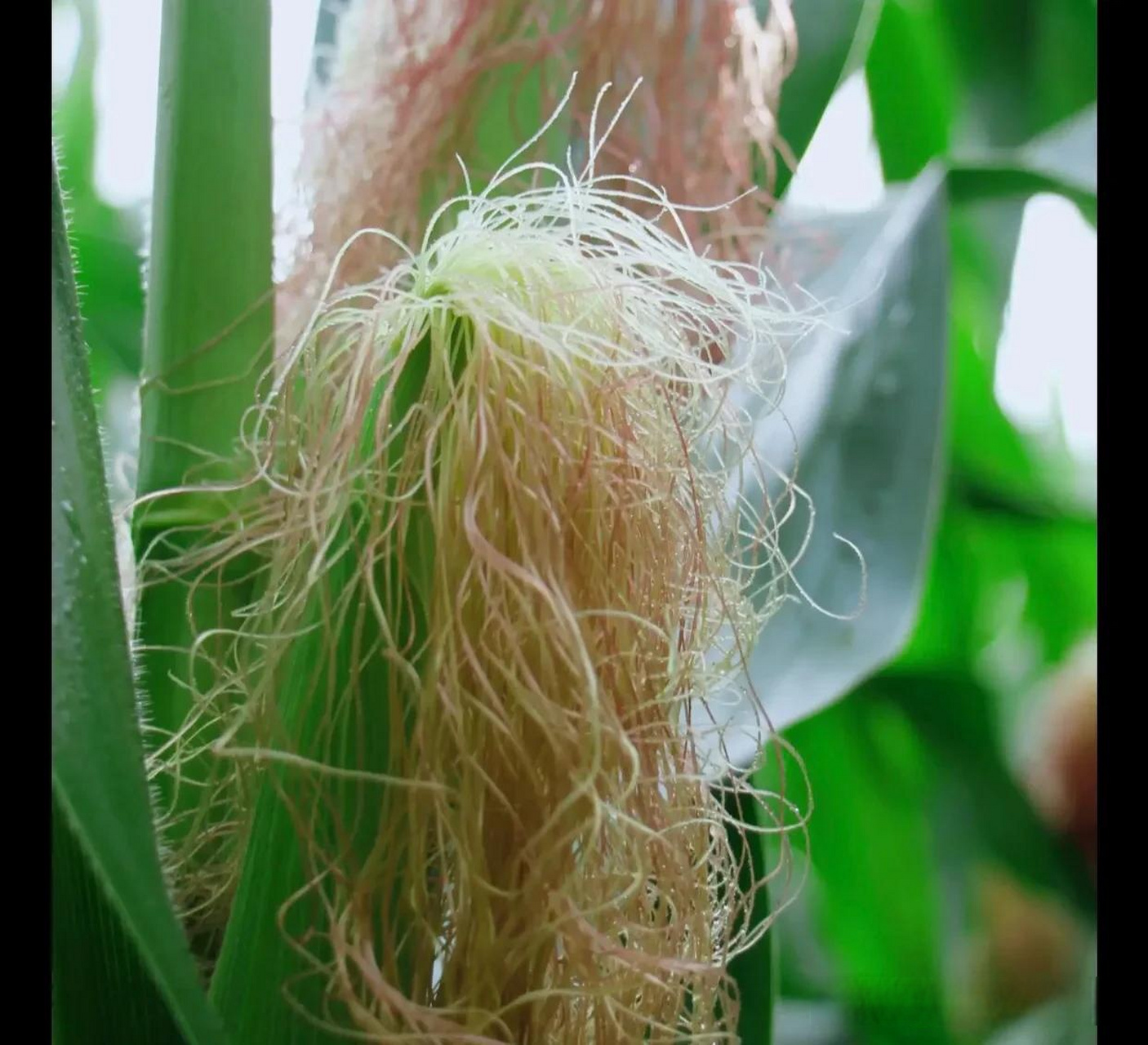 玉米是一种植物,它的花序位于茎的顶部,由雄花和雌花组成.