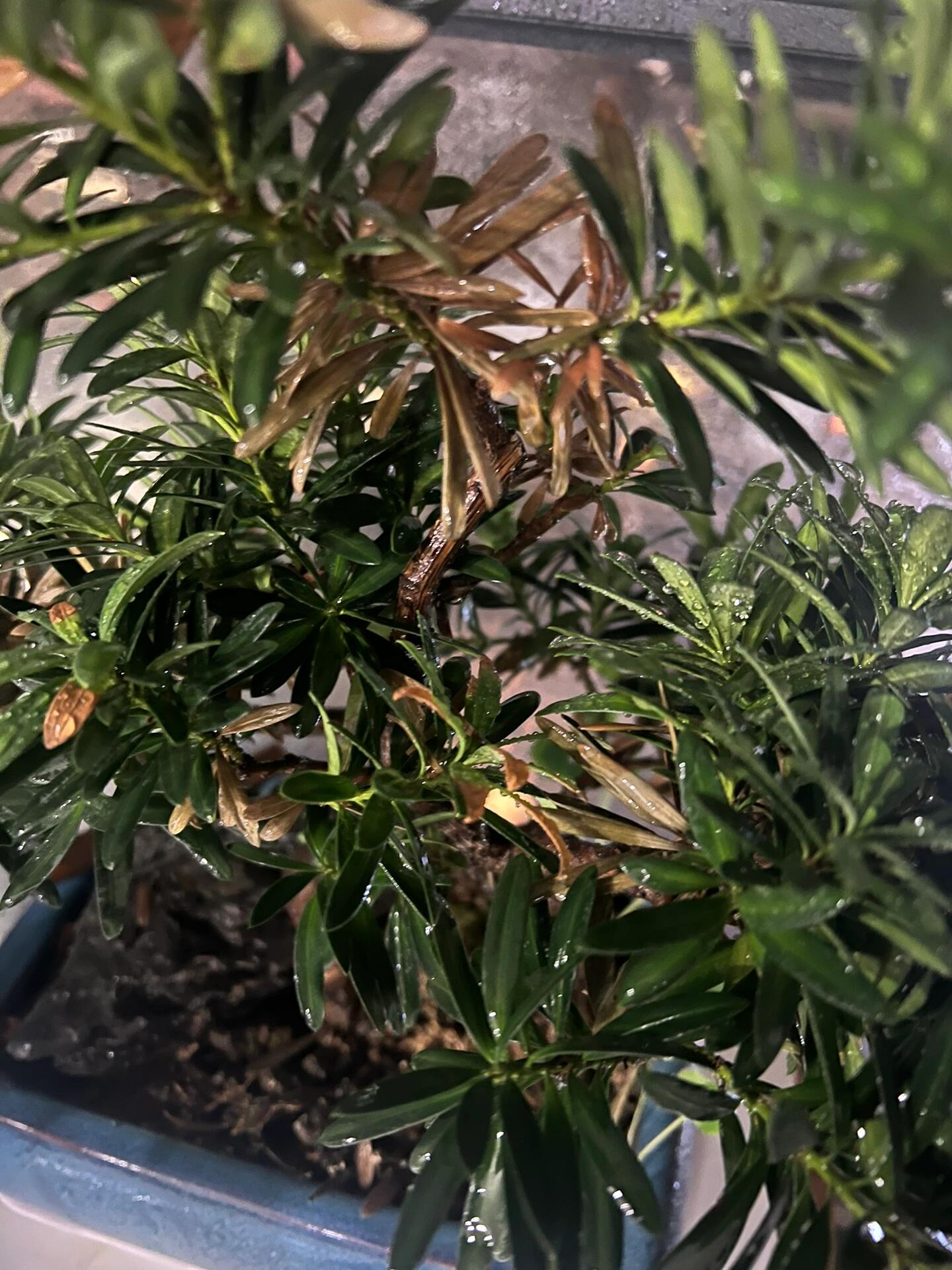 罗汉松枯了 水也浇了,肥也施了(埋了图二10颗左右化肥),叶子越来越黄