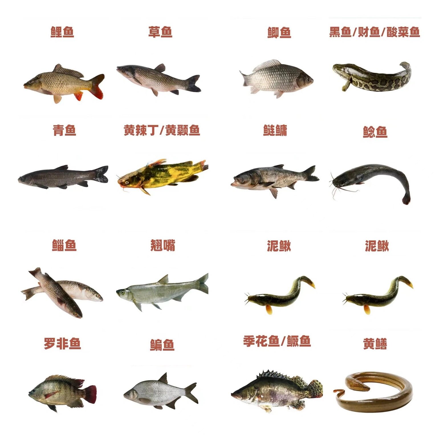 常见的16种淡水鱼,您钓到过几种呢
