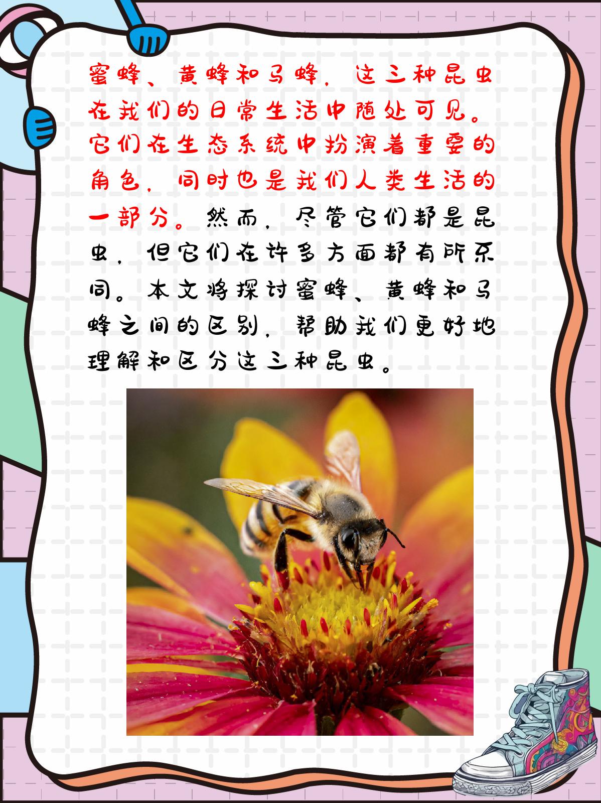 蜜蜂 黄蜂 马蜂 区别