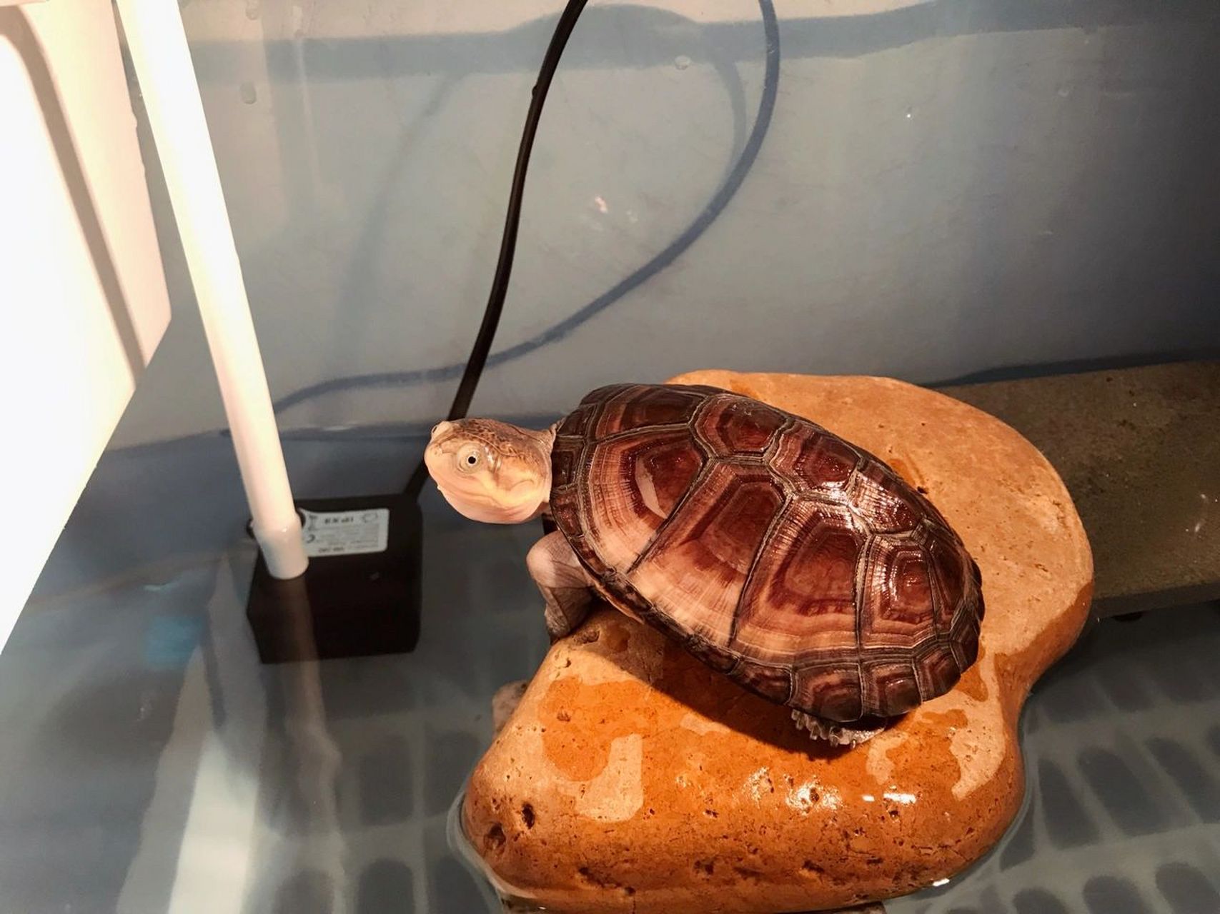 西非侧颈龟饲养攻略-小经验(上) 西非侧颈龟 一,饲养环境 (1)加热器 