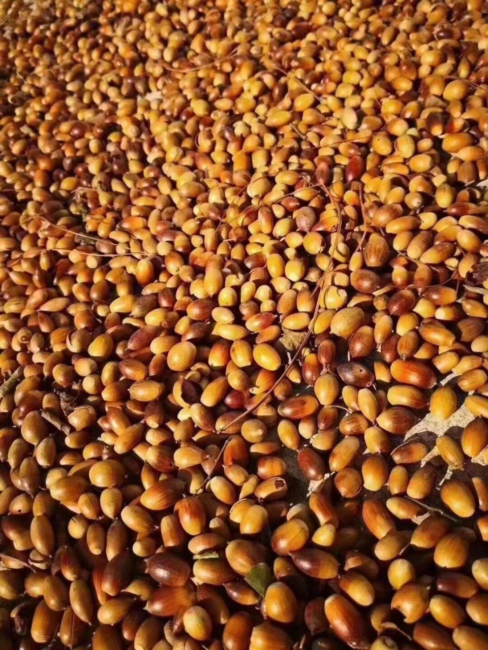 【正宗野生择子粉】 百分百99纯手工无添加,一斤粉能做8斤择子豆腐