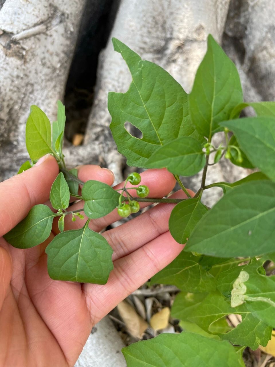 龙葵(百度出来的功效) 龙葵是一种性质寒凉的中药材,它能清热解毒也能