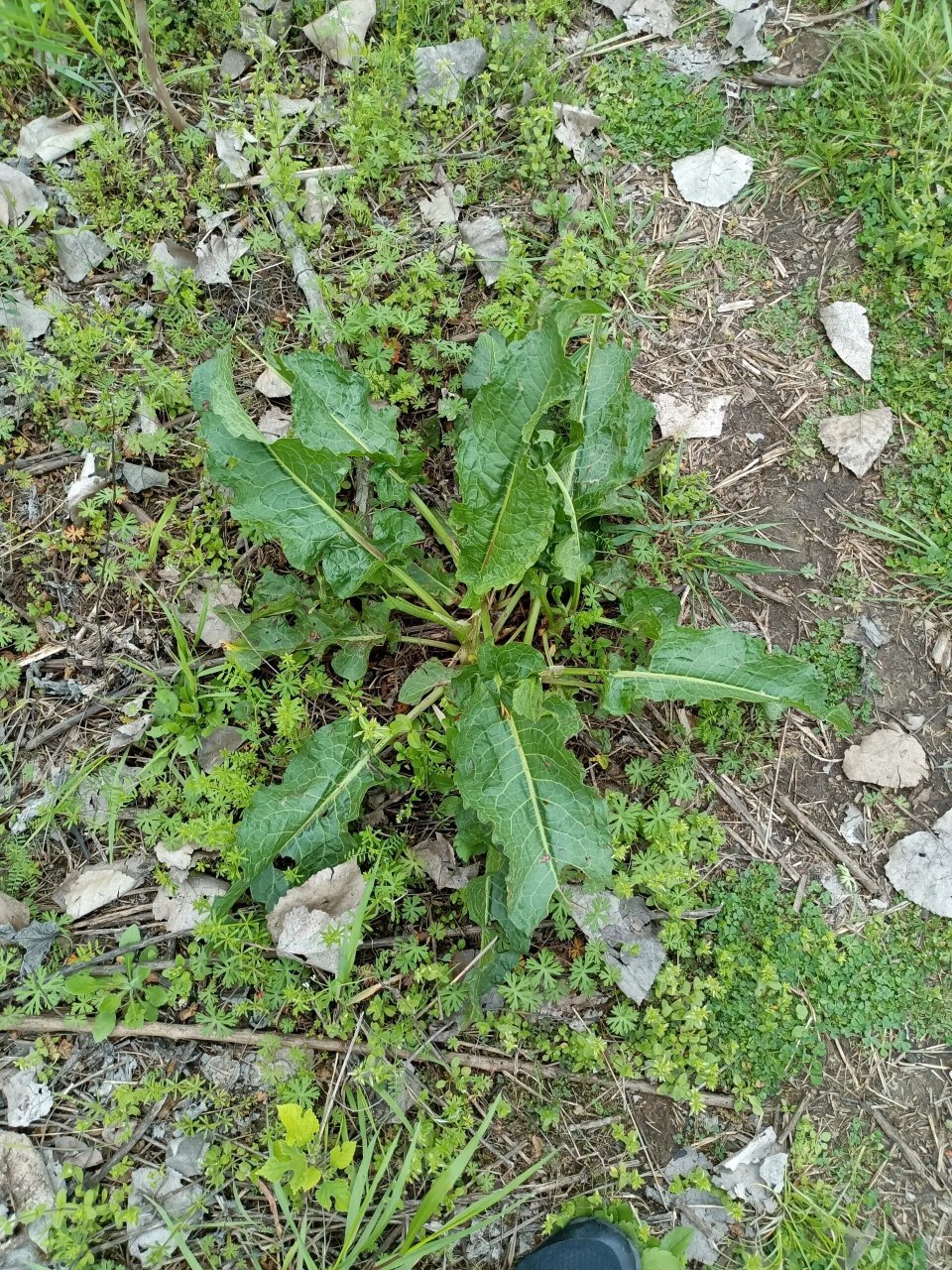 山羊蹄草药功效图片