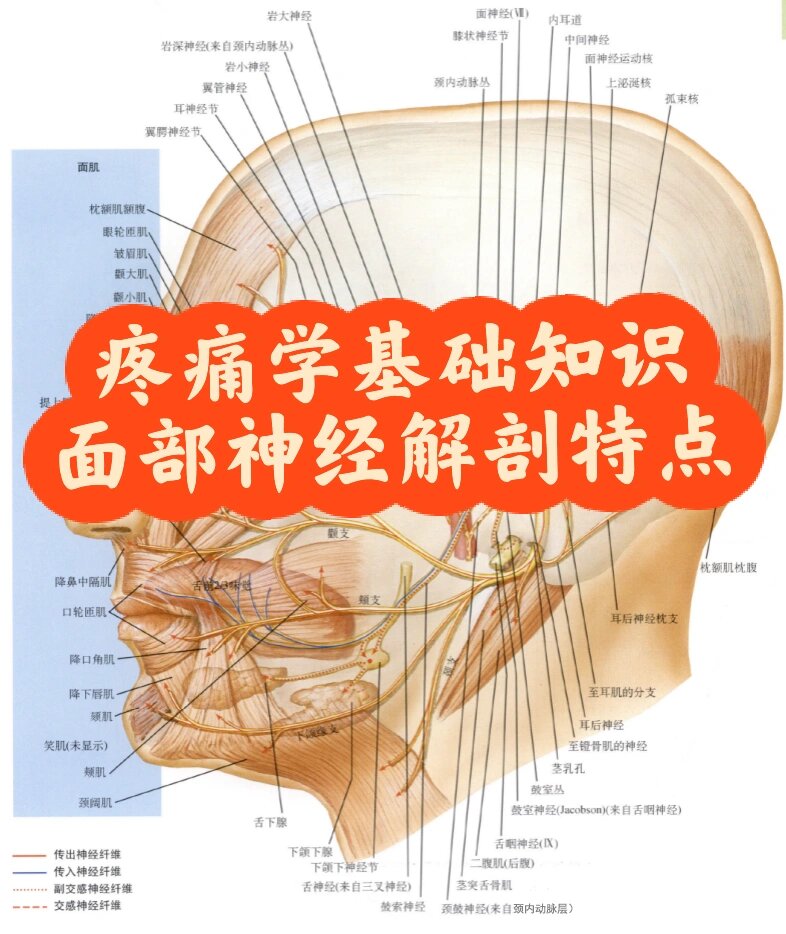 疼痛学主治3⃣️分钟速记面部神经解剖特点❗️