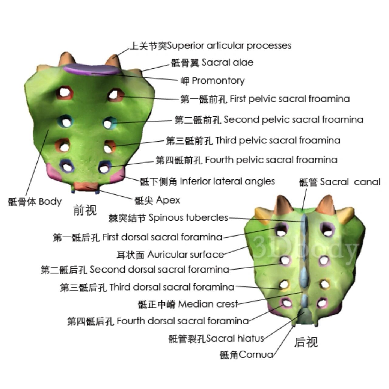 解剖"搬运工"—骶骨 骶骨:由5块骶椎长合而成,呈三角形,底向上,尖向下