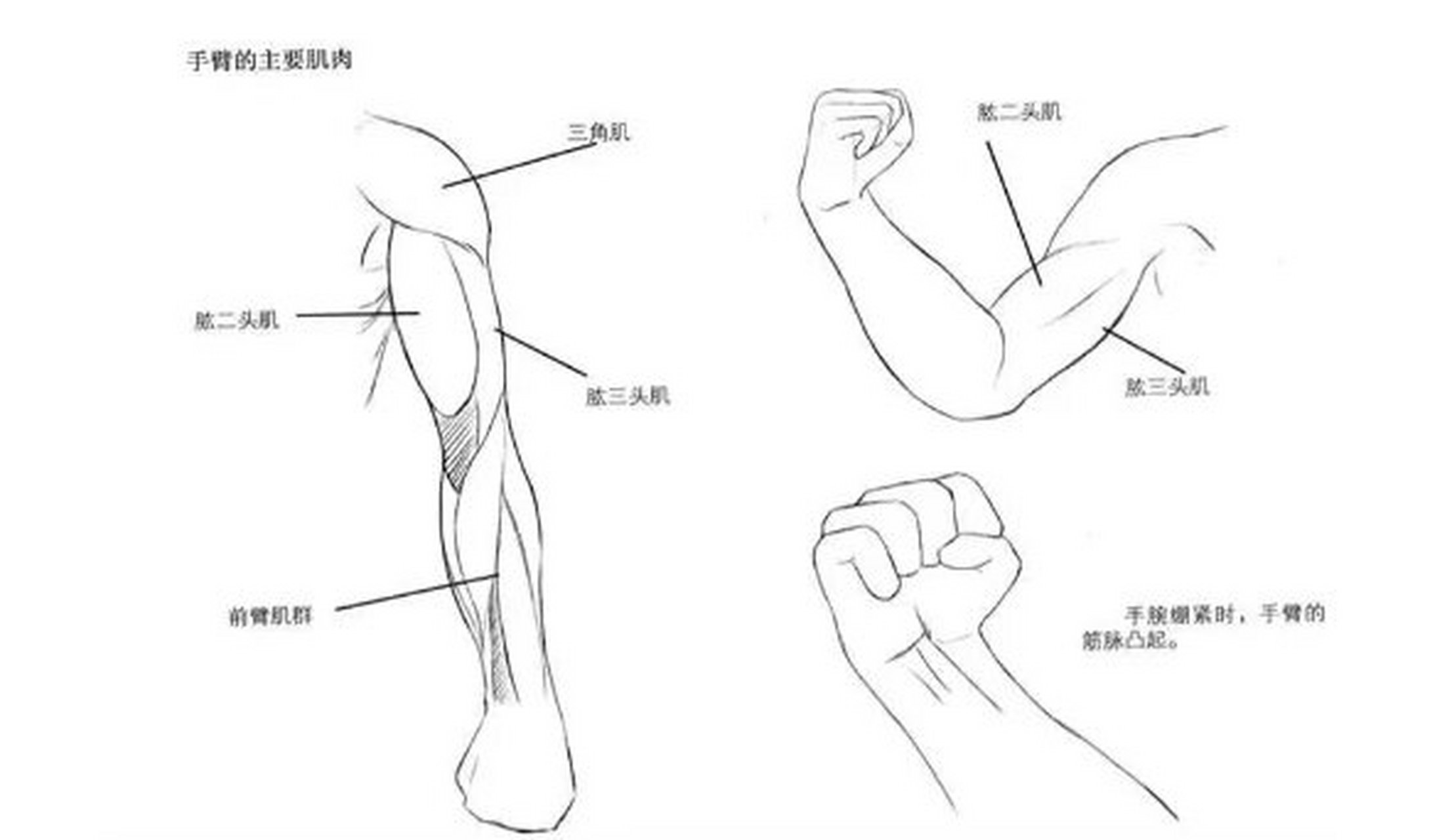 胳膊手臂怎么画图片