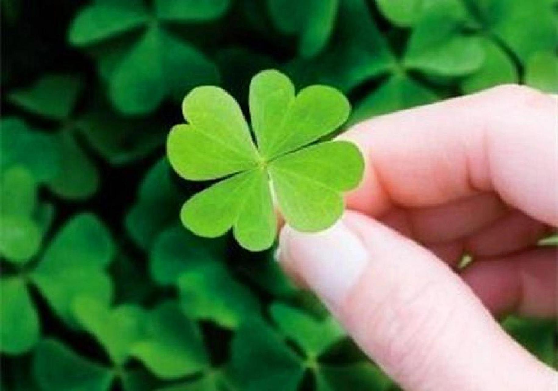 四叶草92寓意着如下 四叶草象征着幸运.