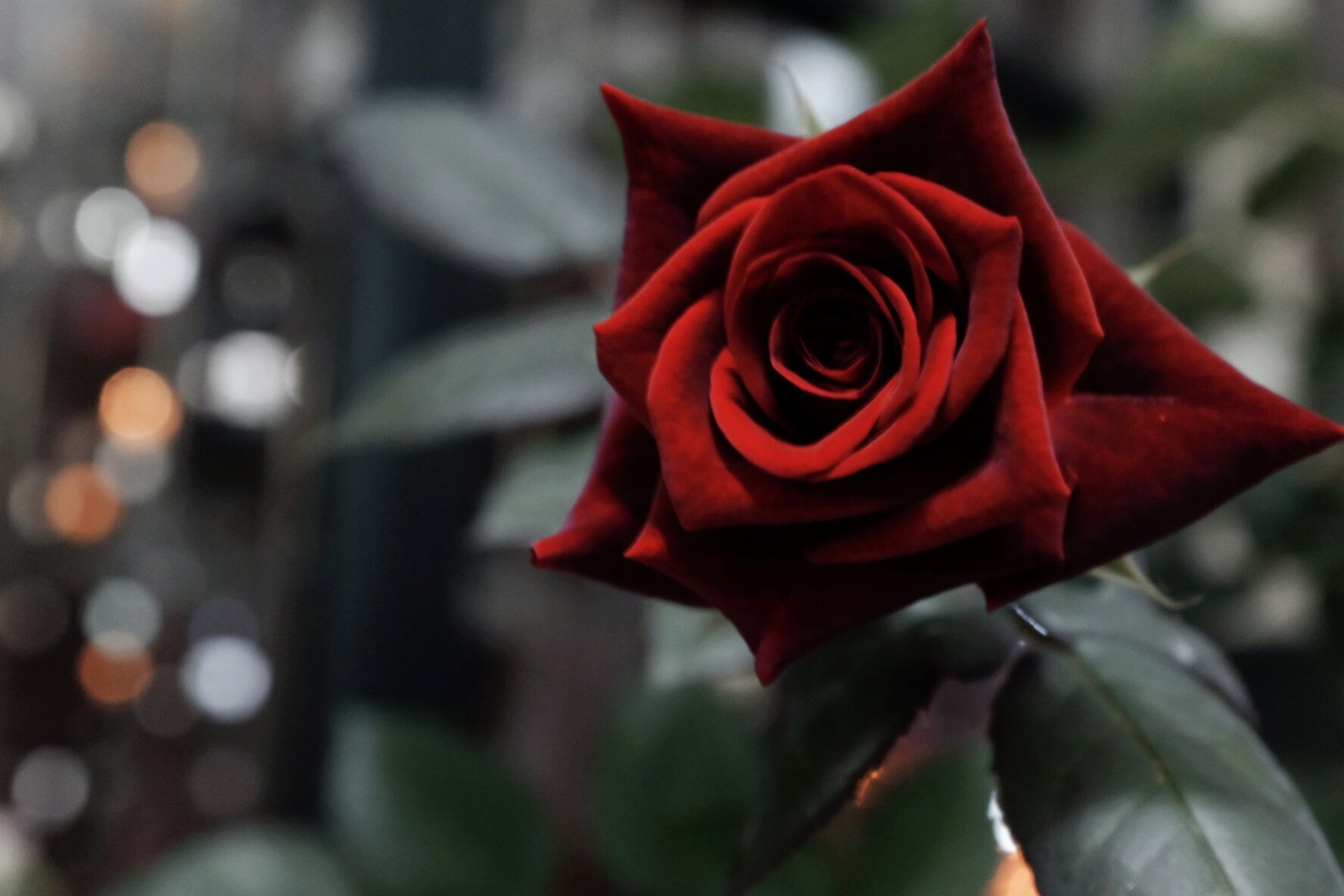 月季中的黑天鹅06 图为黑巴克月季,切花品种,花瓣丝绒质感,暗红色