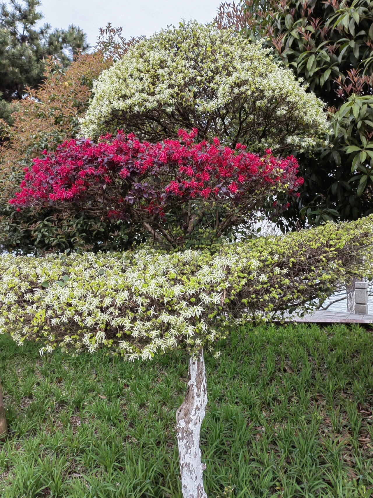 白花檵木的花语图片