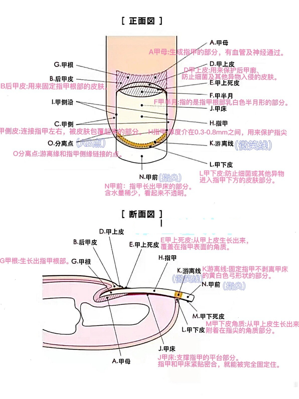 指甲构造解析图图片