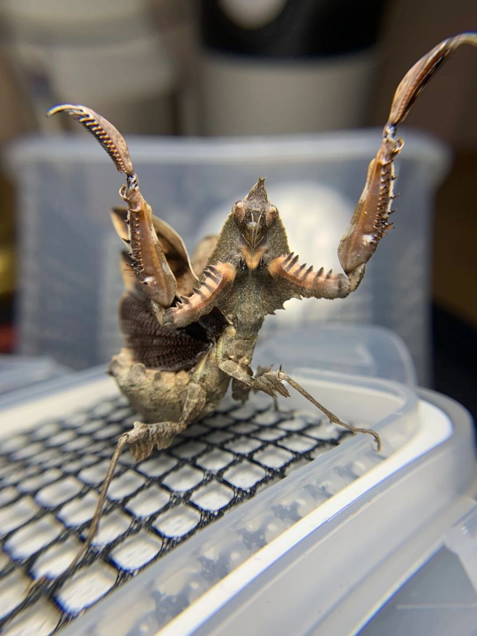 威吓 感觉头加背板正面看起来好像刺客信条的兜帽,超级酷[得意]#螳螂