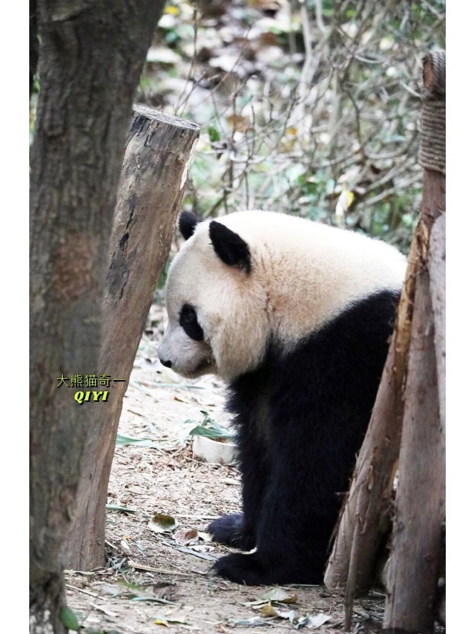 大熊猫奇一:我没错,坚决不改! 国宝熊猫 大熊猫 大熊猫奇一