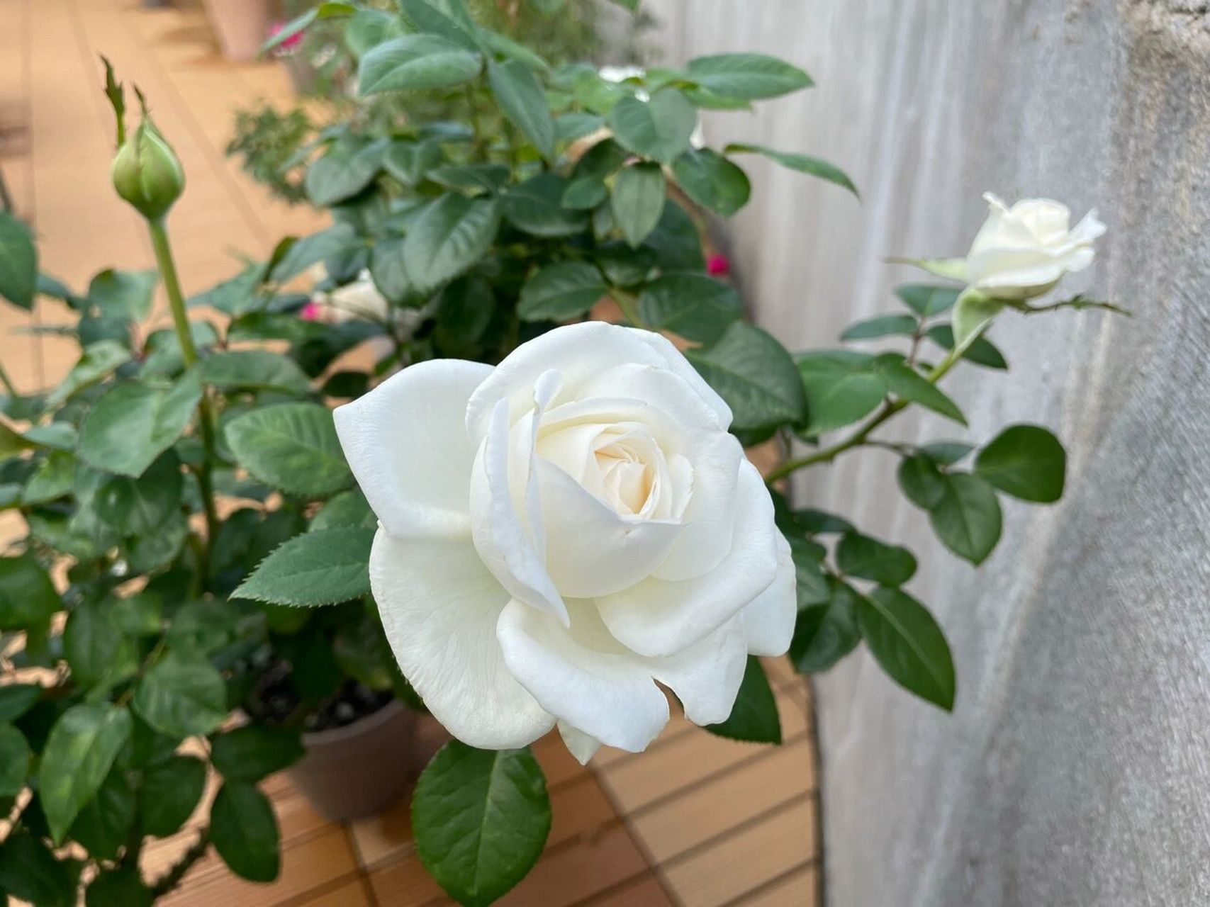 珍妮莫罗 切花月季 这是一个非常完美的品种,纯白洁净,强香馥郁,枝条