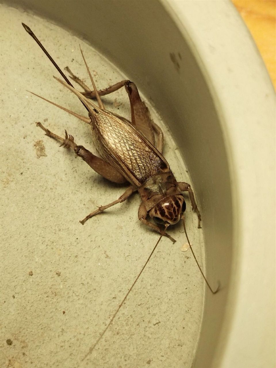 花头母油葫芦 几条漂亮的花头母油葫芦,今年份起来