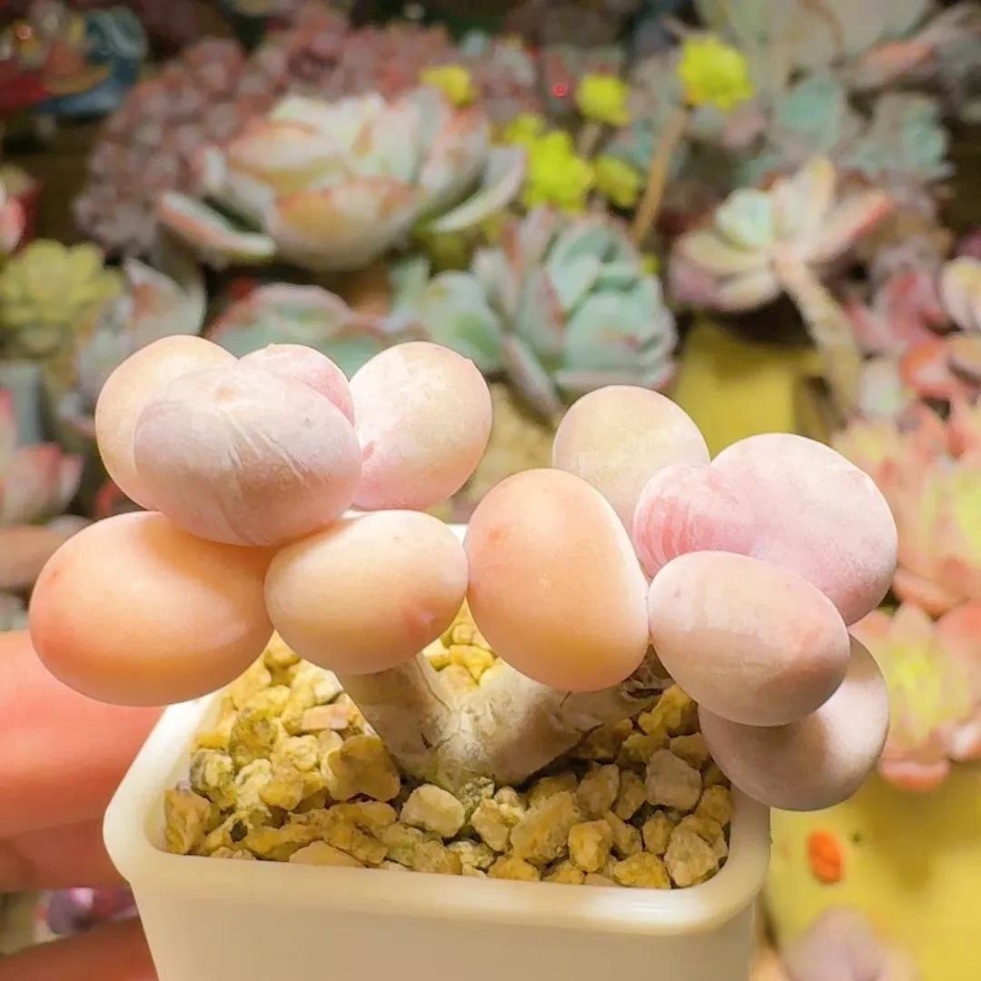 多肉有多可爱 一组双头奶酪 太肥太可爱了有木有