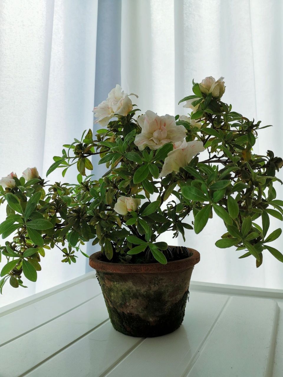 中国杜鹃 五宝绿珠 今年开得比去年早