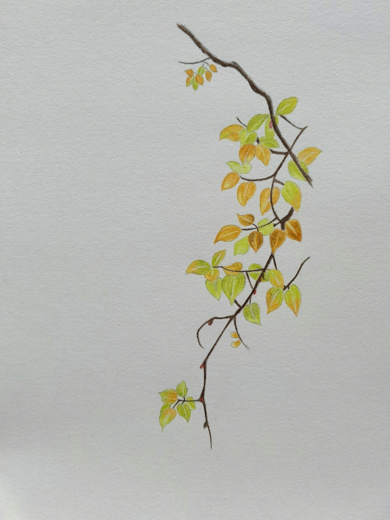 彩铅临摹:诗经绘(叶子) 第一张我用水笔沾水涂了一遍,感觉颜色更鲜亮