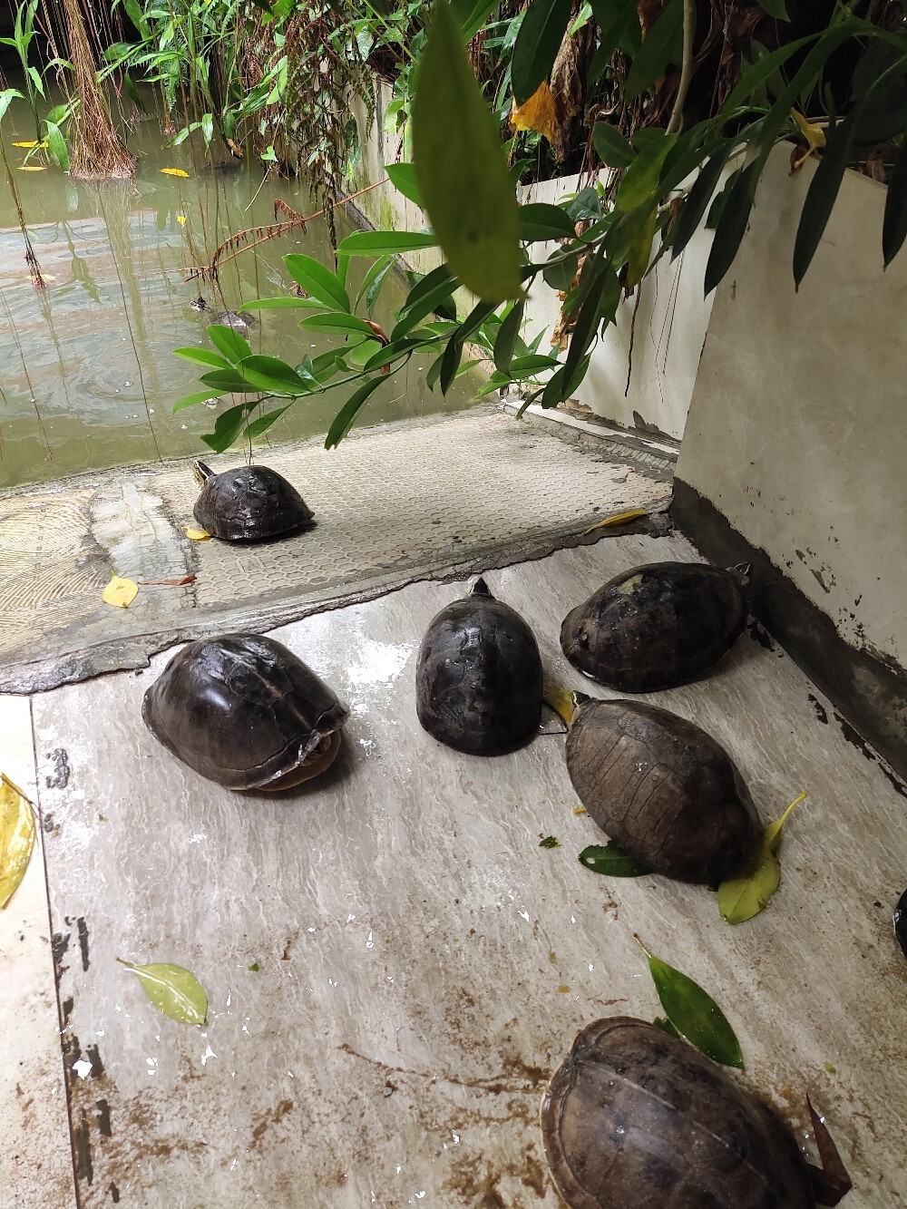 (1 【养龟分享】安布闭壳龟难养,为什么?