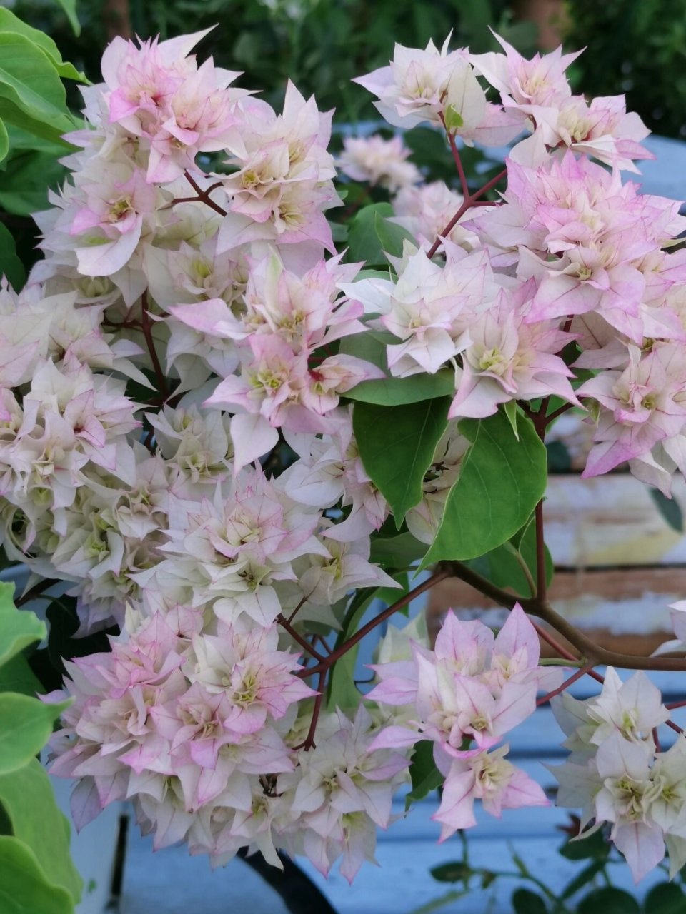 重瓣三角梅怡景/怡锦