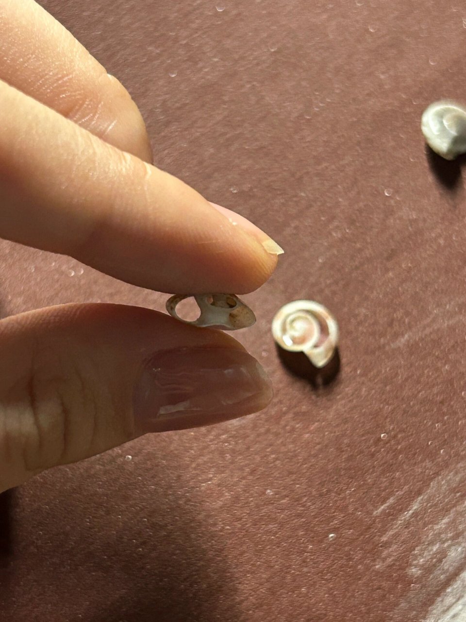 绘画素材|终于知道了蜗牛壳内部结构 为了画个蜗牛,网上找半天蜗牛壳