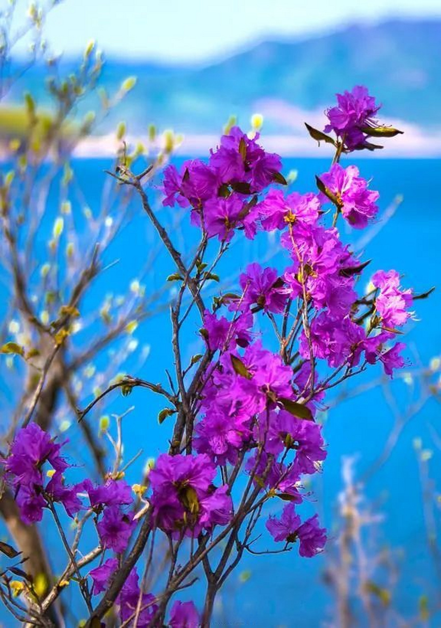 在松花湖附近的岛屿上, 兴安杜鹃花(金达莱)迎来盛放期.