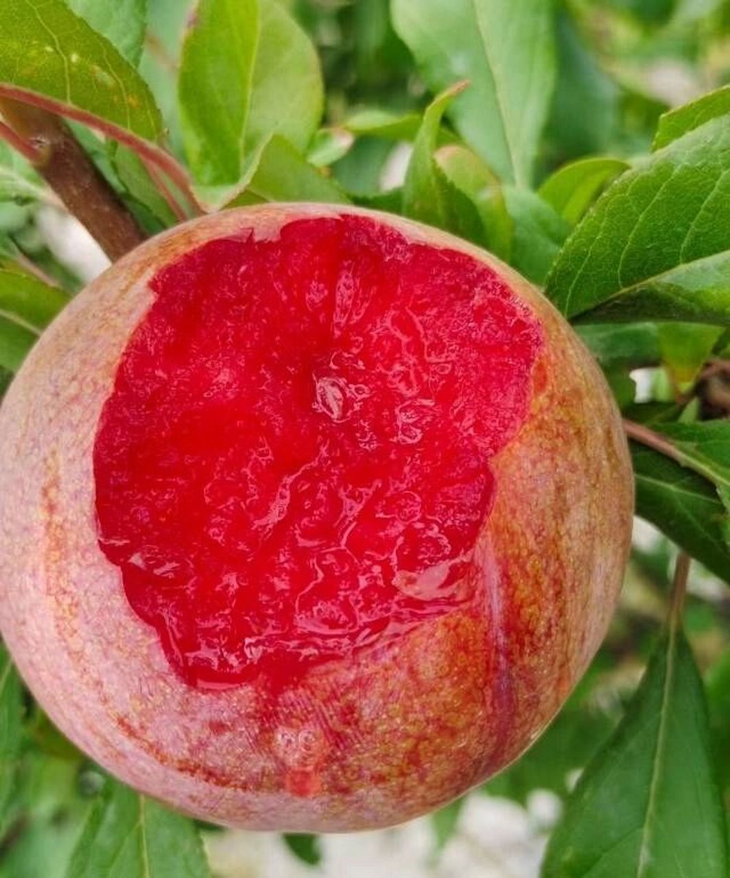 新疆恐龙蛋——杏李 "国货之光"新疆恐龙蛋来啦6015 玫瑰色的果子