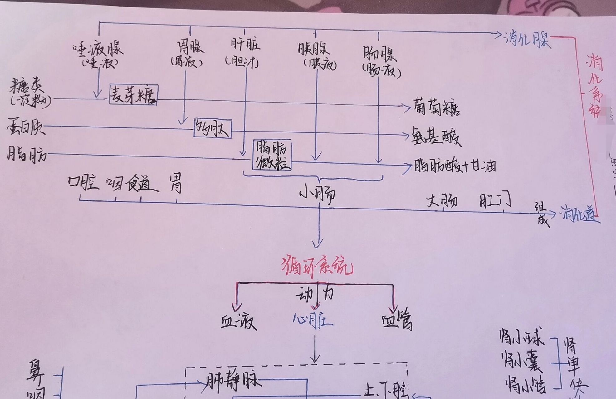 七下生物思维导图(四大系统整合) 七下人教版生物学:消化,呼吸,循环