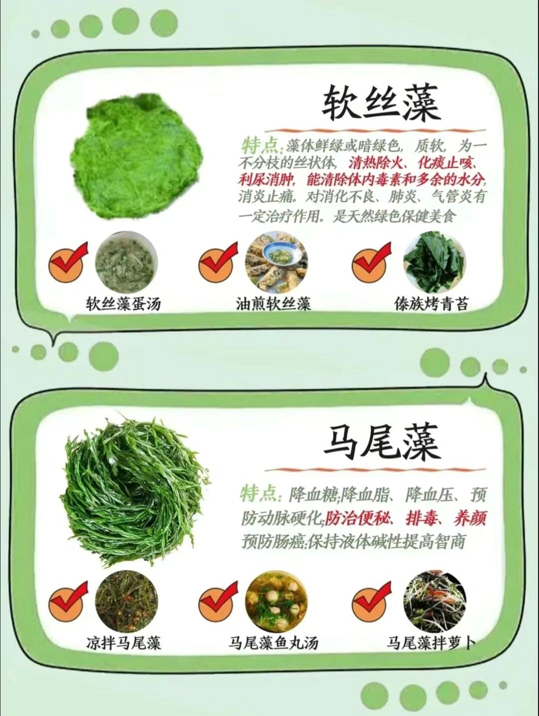 藻类植物图片及介绍图片