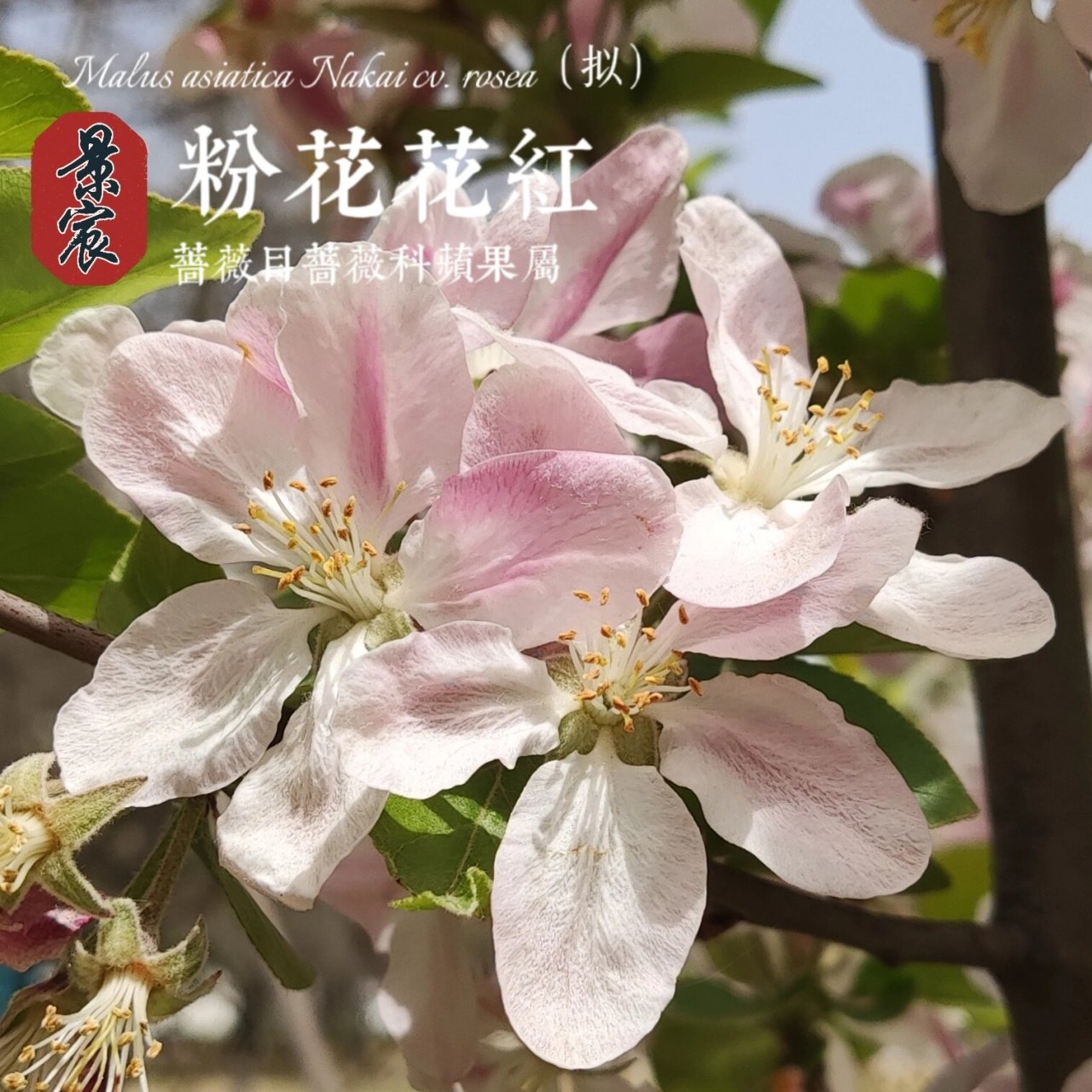 海红果,沙果之类的,但是也有把楸子叫做海棠果的,之于海棠,其开花粉红