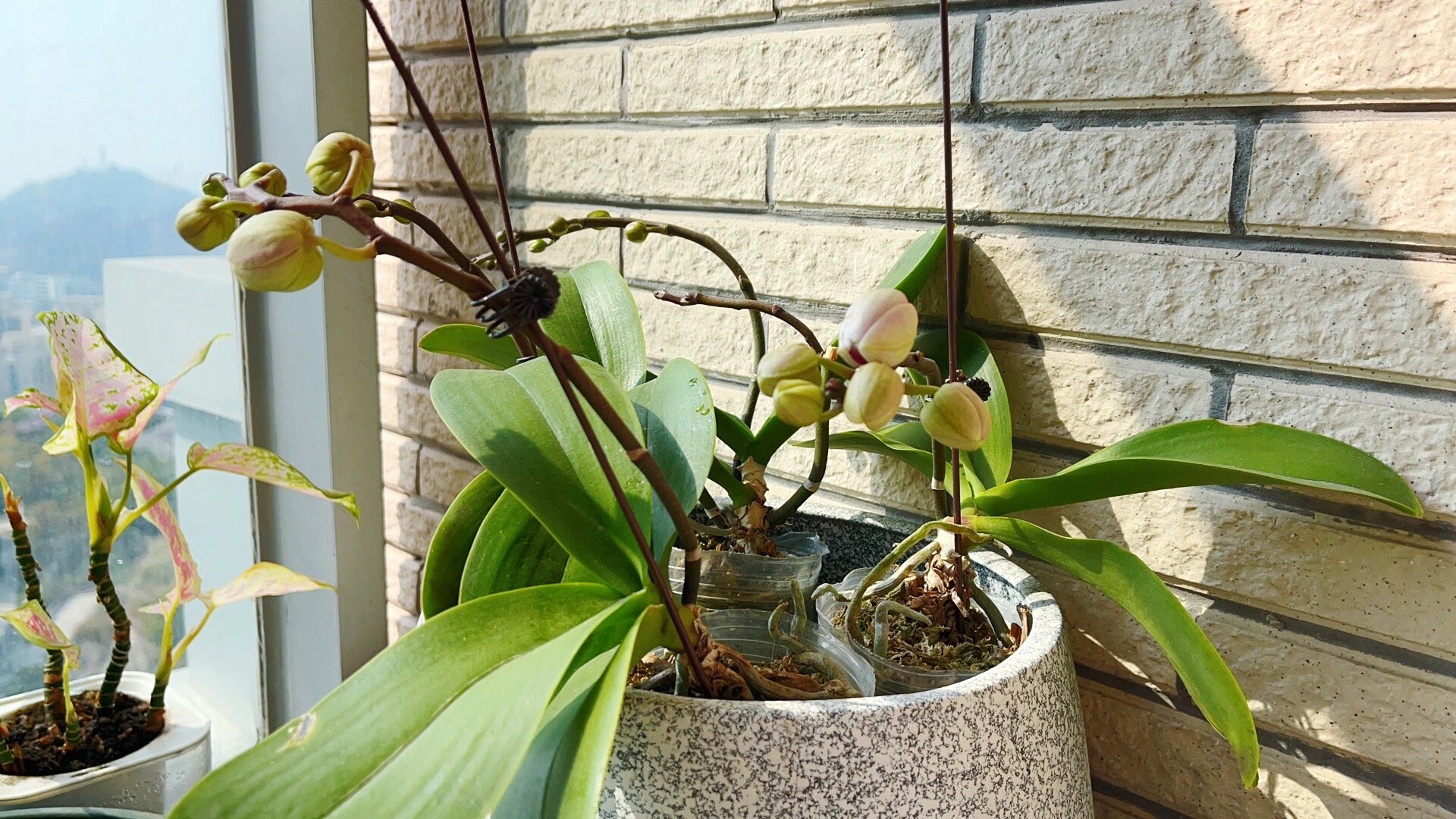 蝴蝶兰-宝贝(第三年复开)