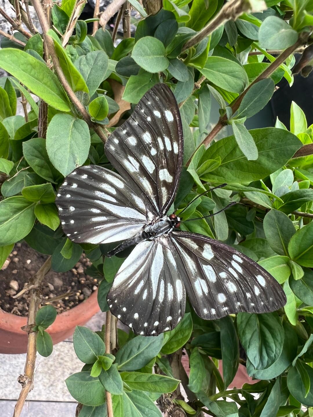 中 文 名 拟斑脉蛱蝶