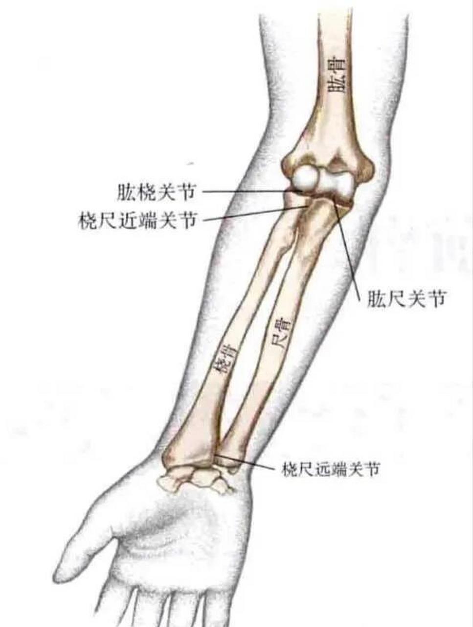 肱尺关节 由肱骨滑车与尺骨半月切迹构成,属于蜗状关节,是肘关节的