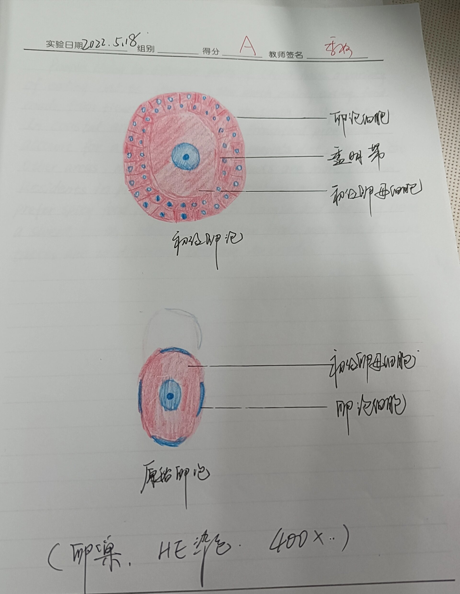 组织学与胚胎学实验报告