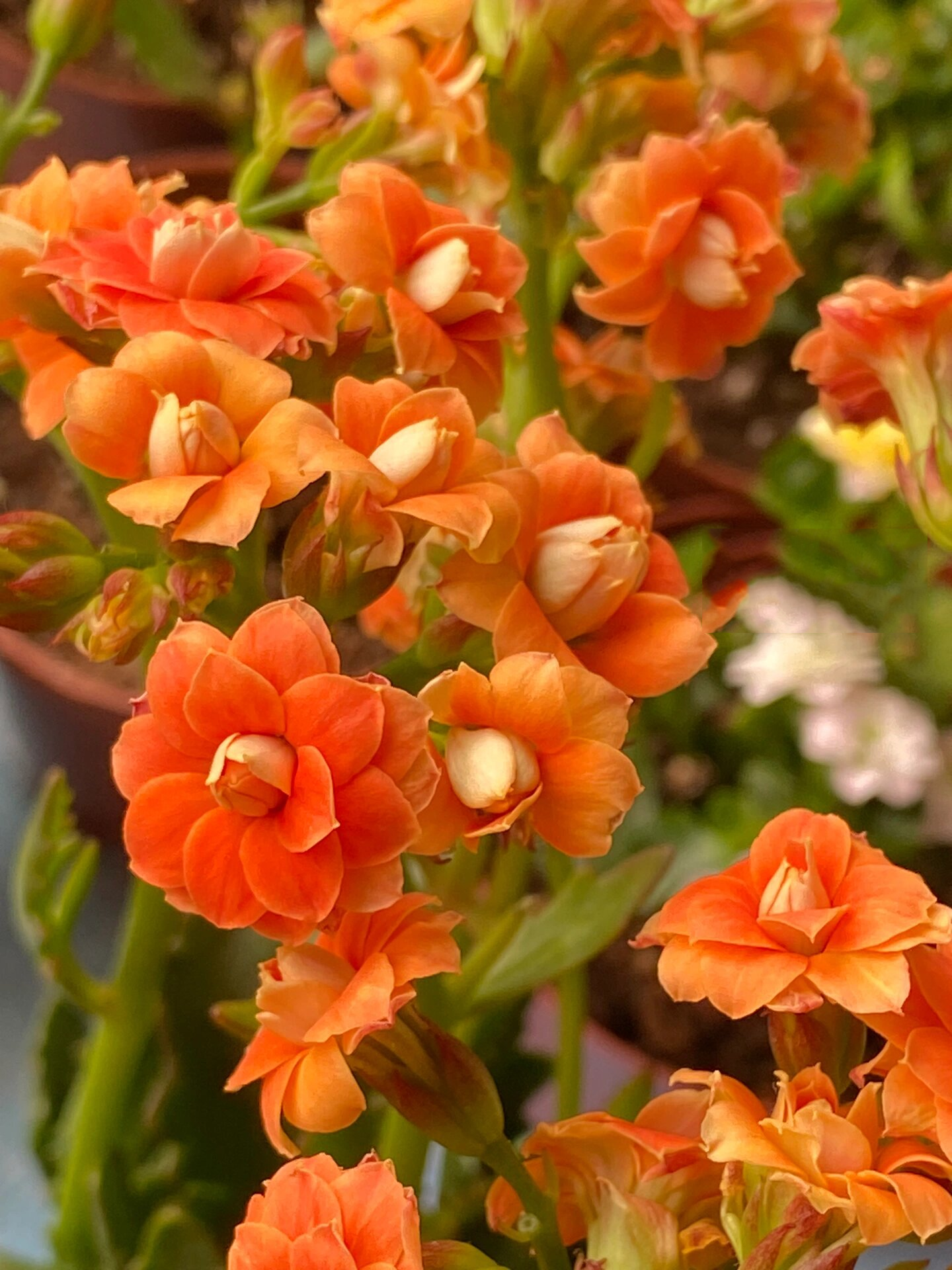 鹿角橙～(74)记录长寿花的日常 鹿角橙～非常漂亮的橙色,大高个的鹿角