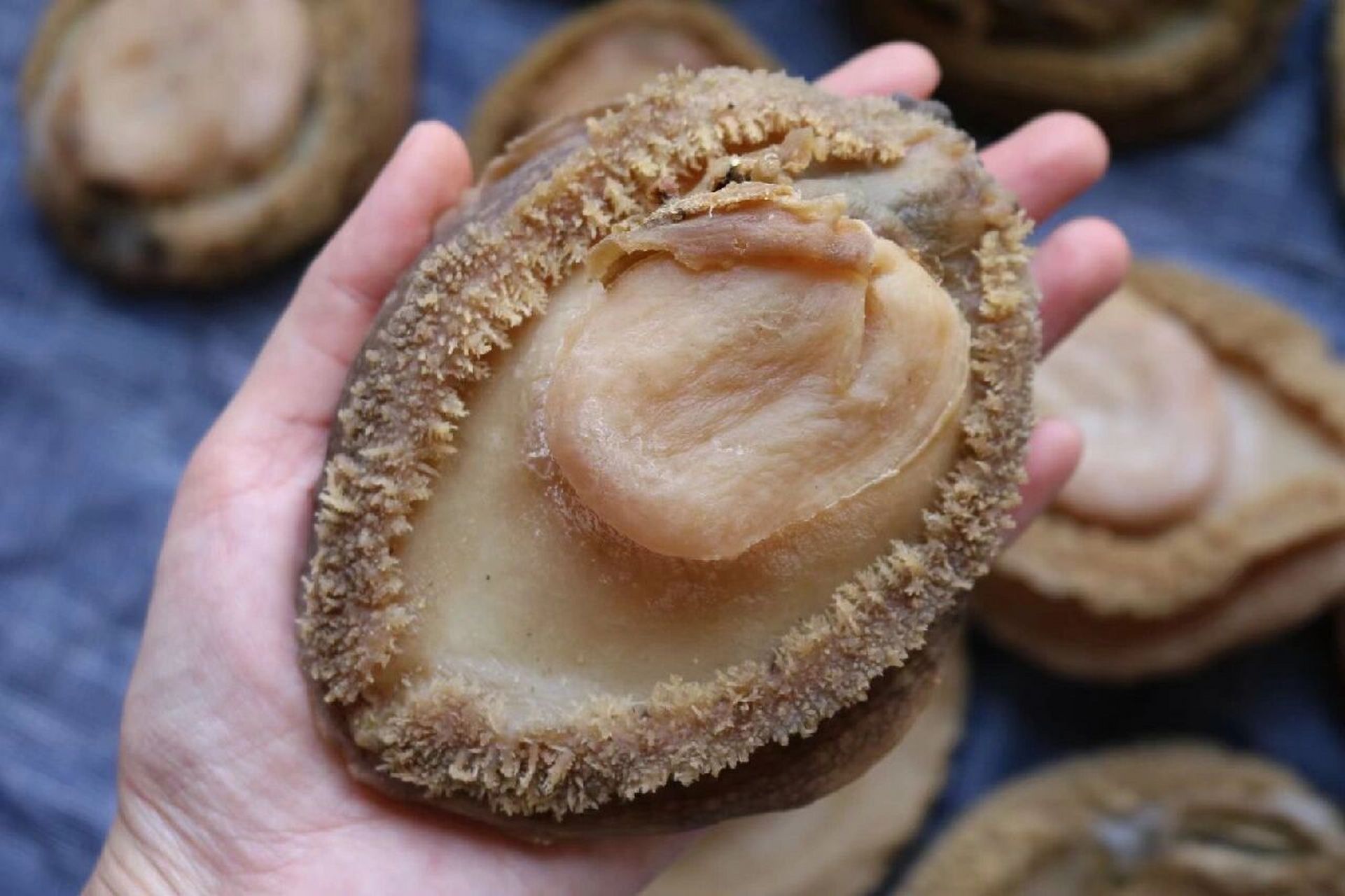 2头南非鲍鱼  所谓"千金难买双头鲍",一只双头鲍鱼价值极高.