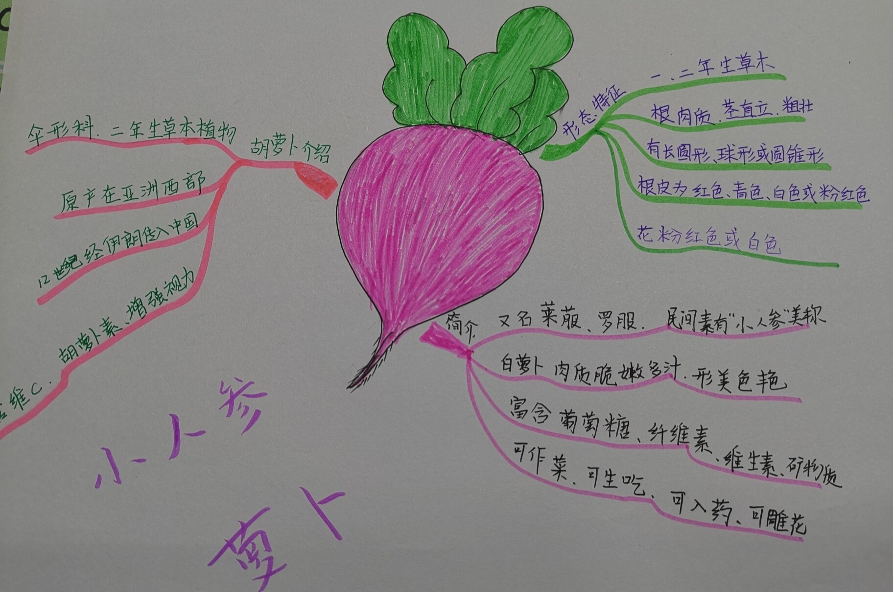 小人参—萝卜的思维导图