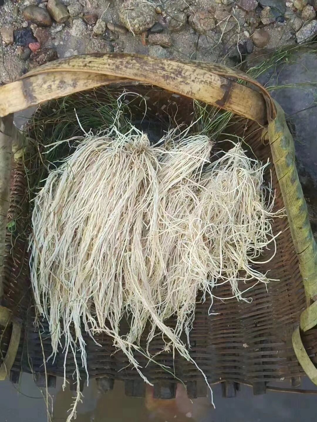 养肝草又称丝线根,龙须根.