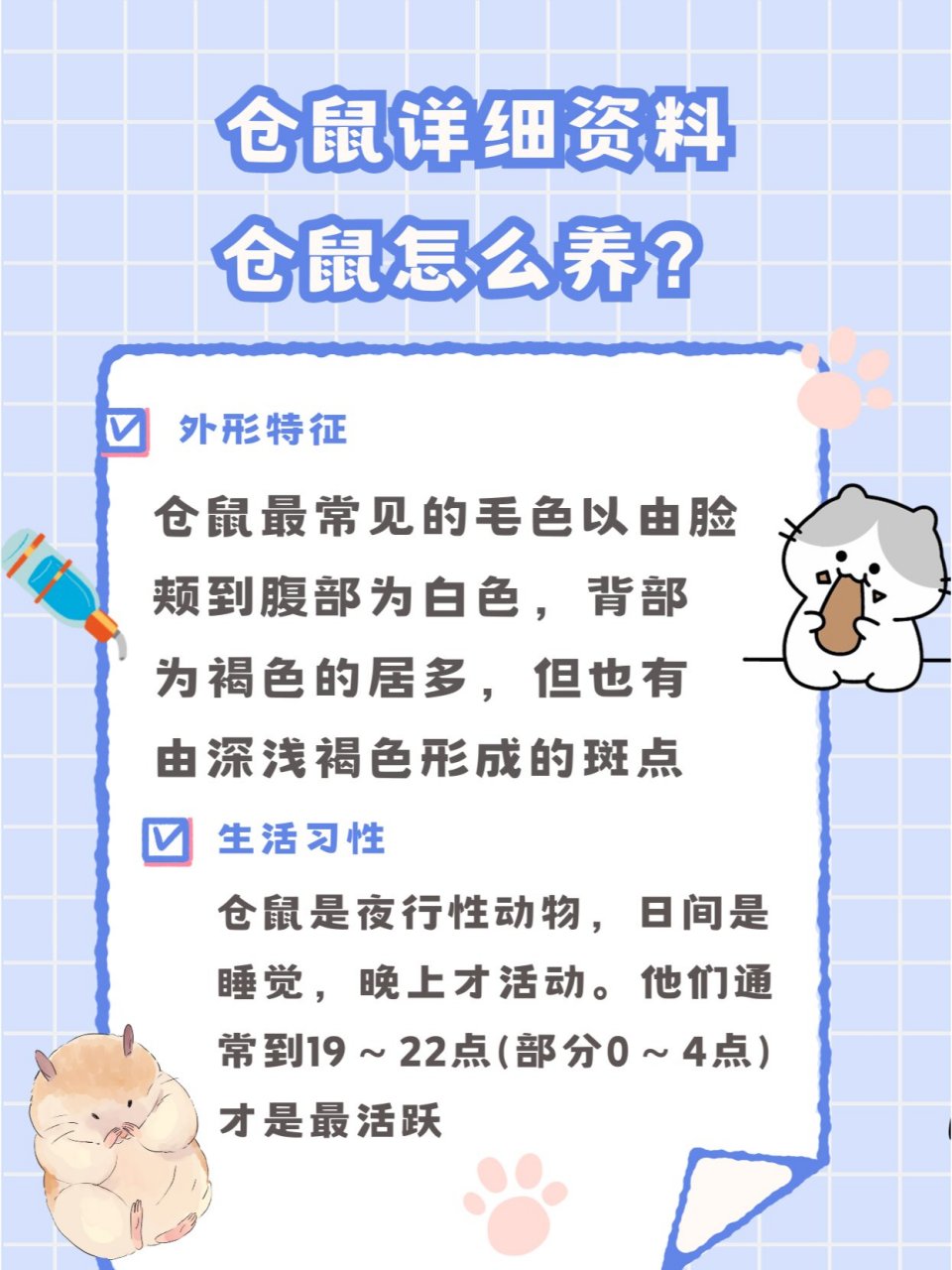 仓鼠体长图片